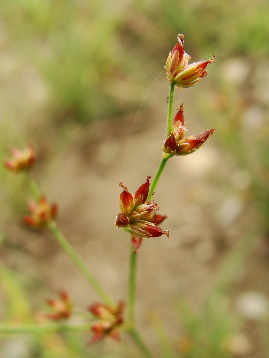 Image of Juncus papillosus specimen.