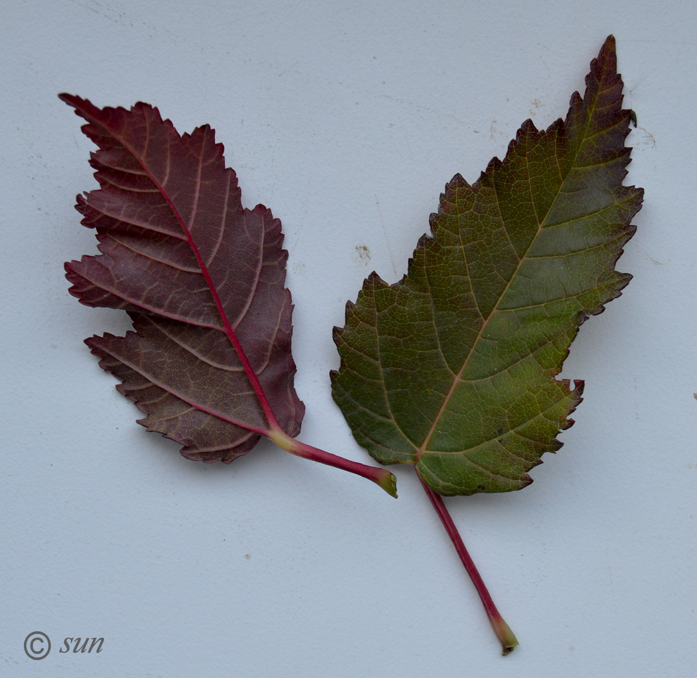 Изображение особи Acer tataricum.