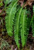 Blechnum spicant