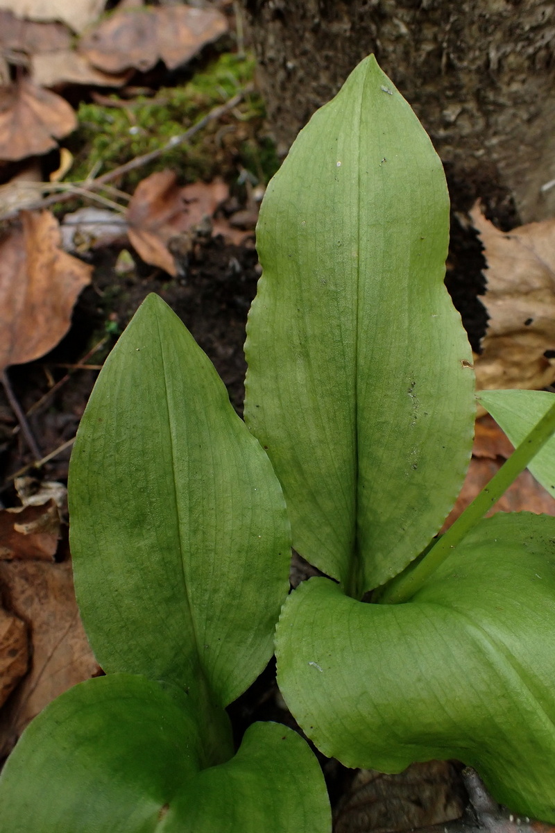 Изображение особи Liparis kumokiri.
