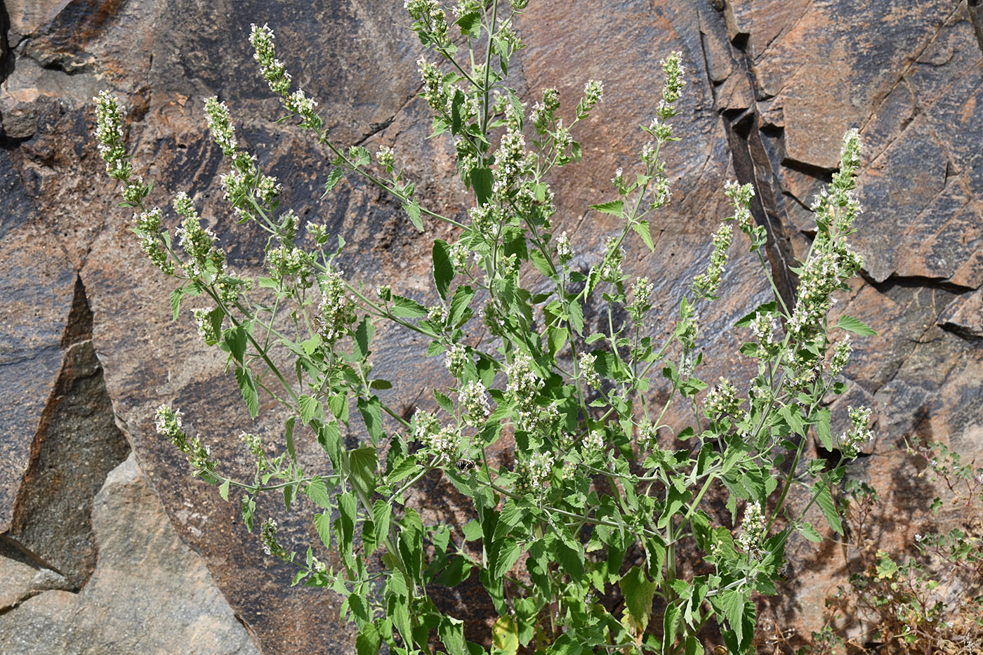 Изображение особи Nepeta cataria.