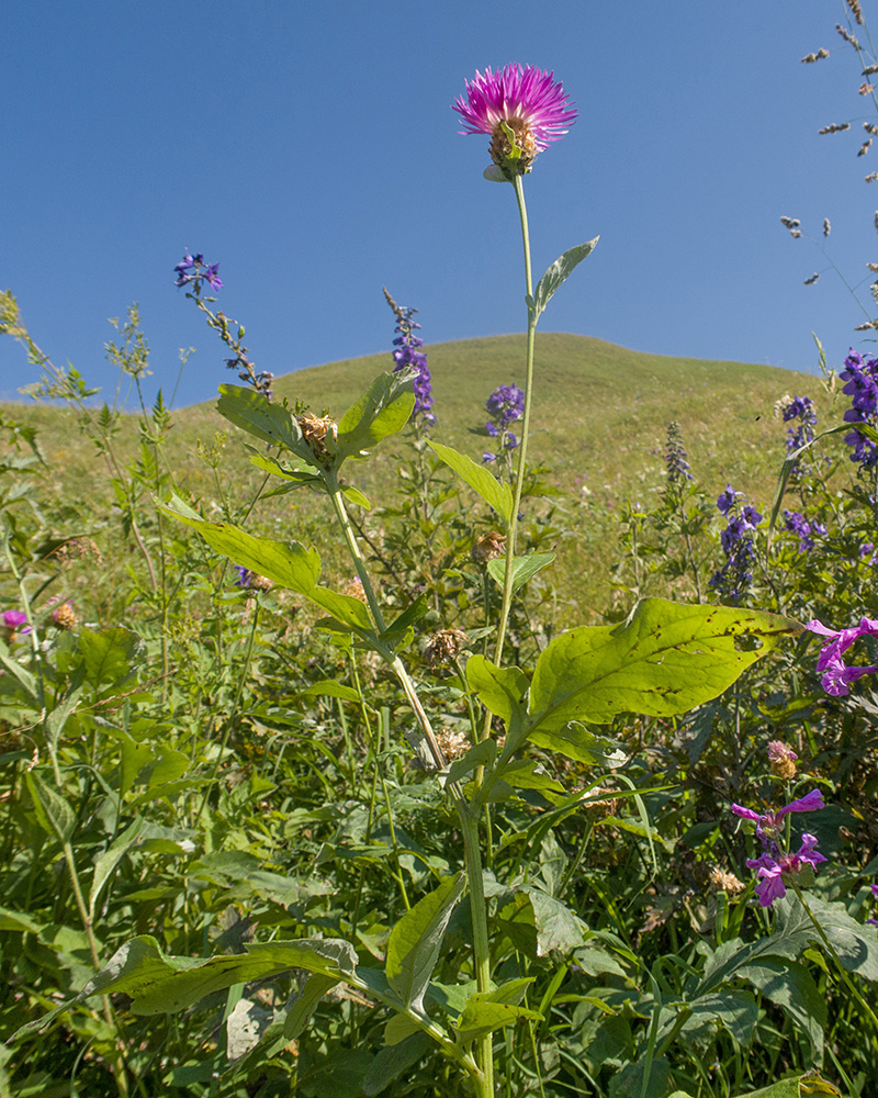 Image of familia Asteraceae specimen.