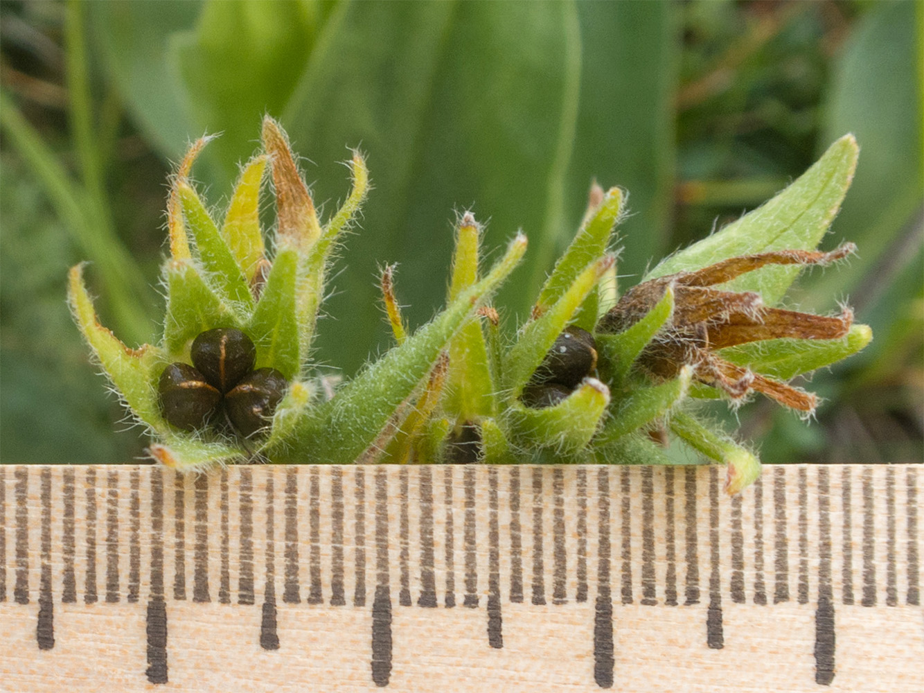 Image of Huynhia pulchra specimen.