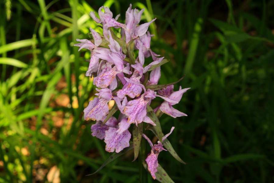 Изображение особи Dactylorhiza urvilleana.