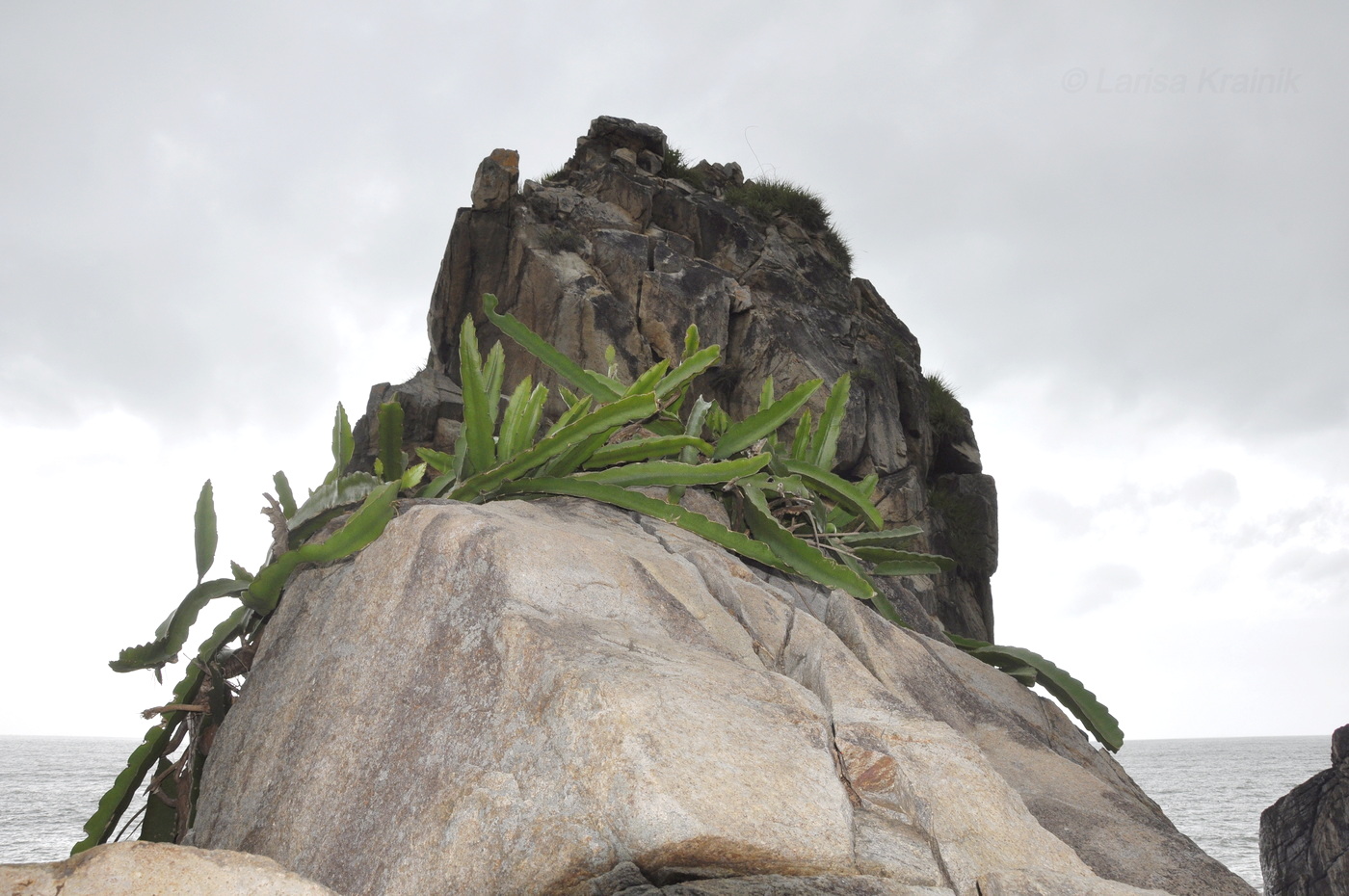 Изображение особи Hylocereus undatus.