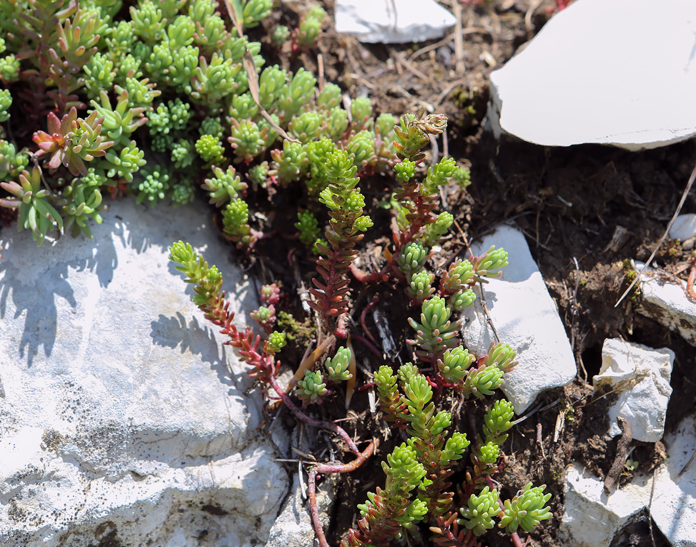 Изображение особи род Sedum.