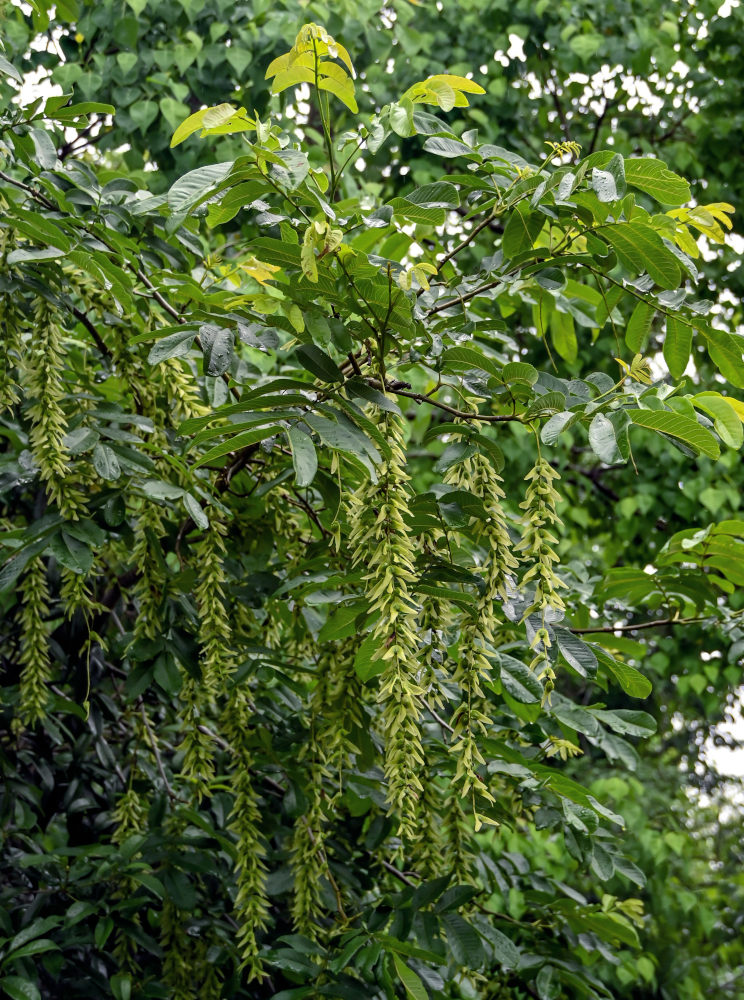 Изображение особи Pterocarya stenoptera.