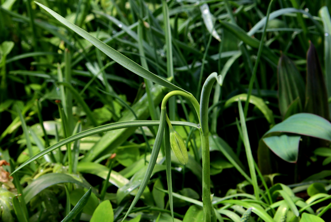 Изображение особи Fritillaria pallidiflora.