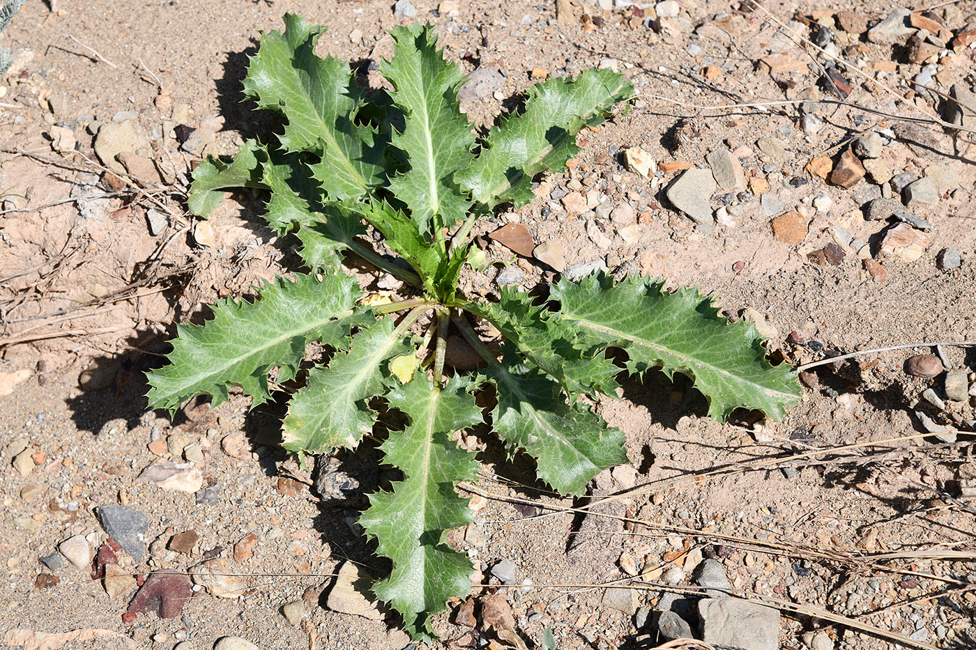 Image of Eryngium macrocalyx specimen.
