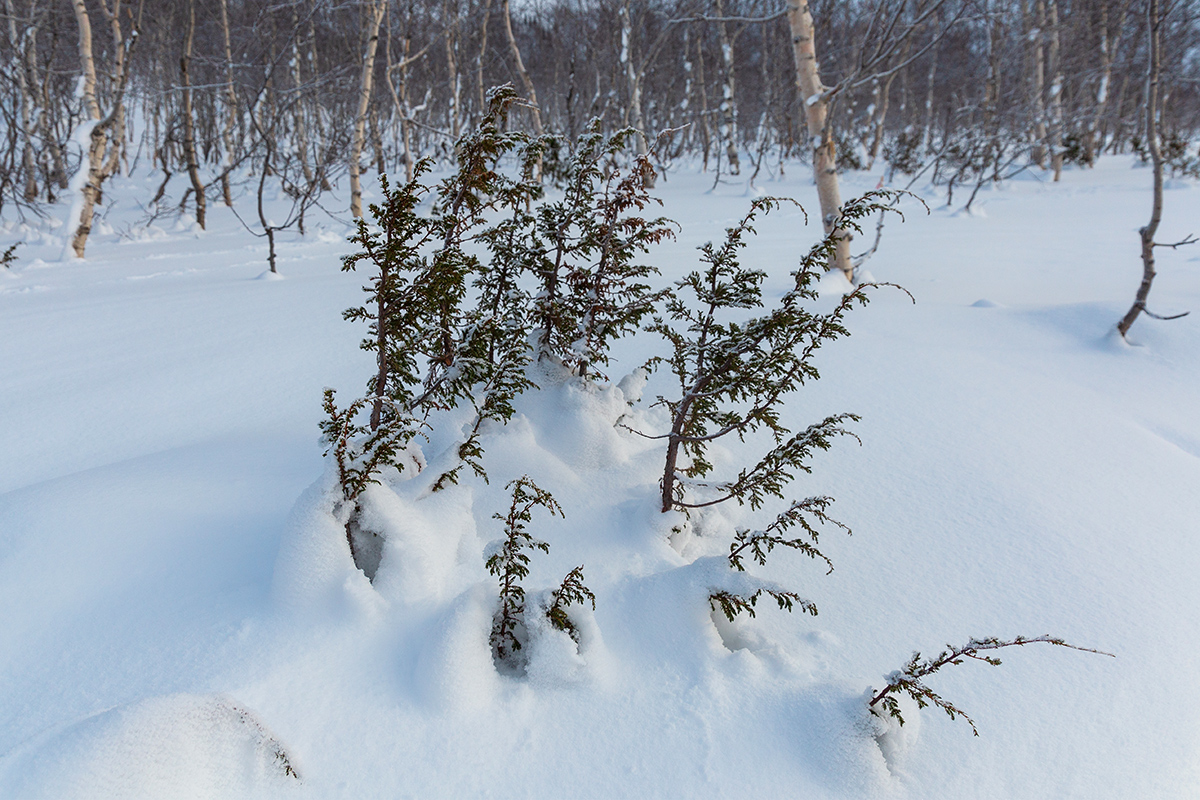 Image of genus Juniperus specimen.