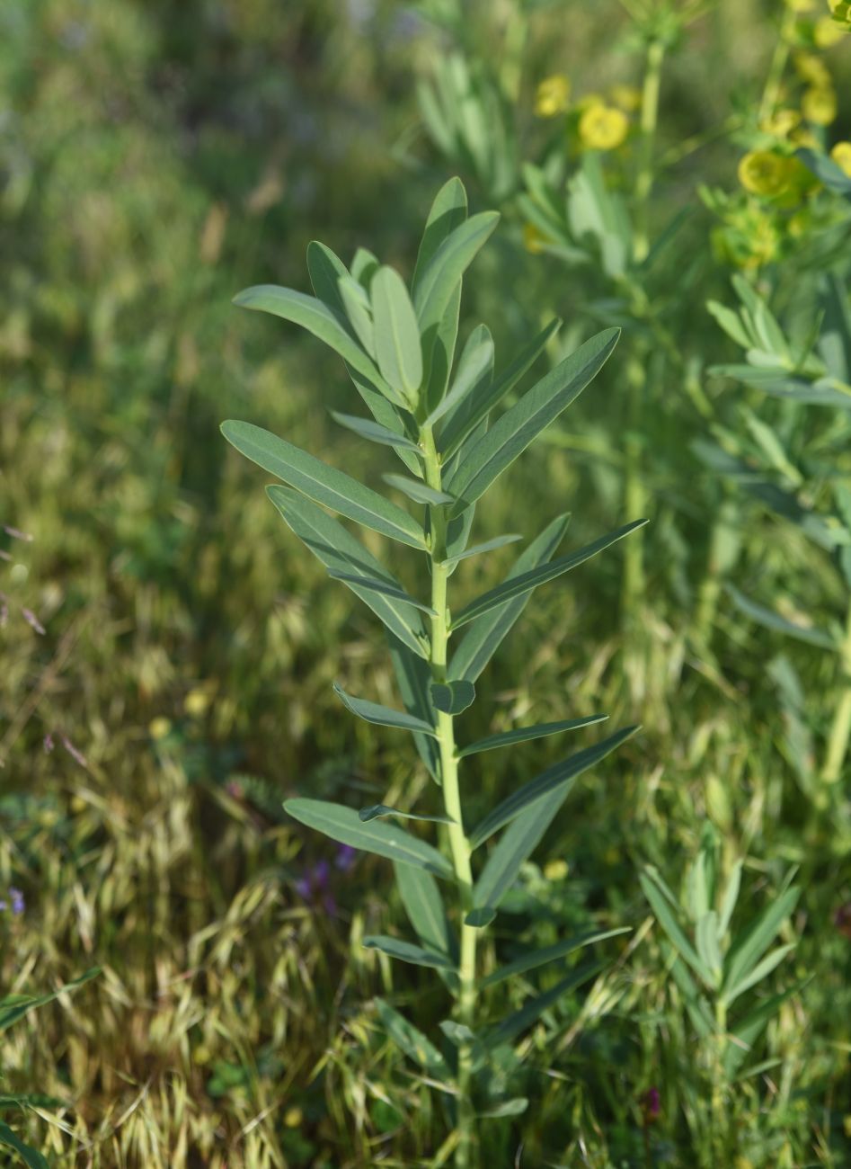 Image of genus Euphorbia specimen.
