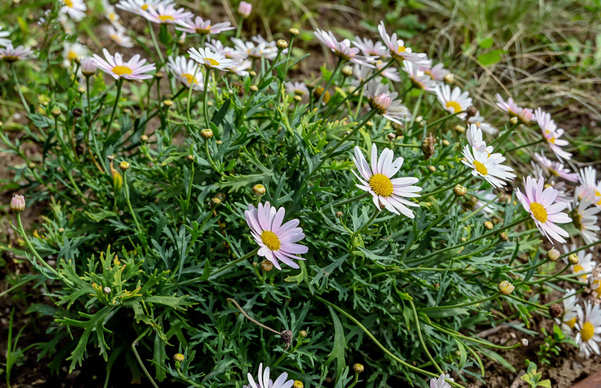 Изображение особи Argyranthemum frutescens.