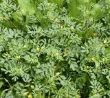 Hippocrepis bisiliqua. Цветущие и плодоносящие растения. Республика Кипр, г. Лимасол, огороженный земельный участок. 03.04.2026.