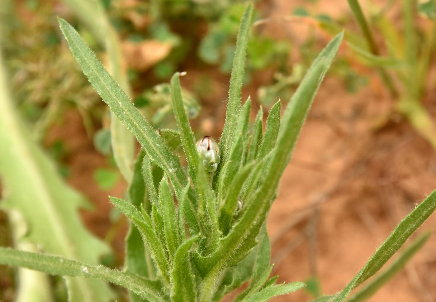 Изображение особи Hyalea pulchella.