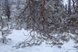 Pinus friesiana. Ветви взрослого дерева под снегом. Мурманская обл., Мончегорский р-н, Лапландский запов., гора Ельнюн. 21.02.2026.