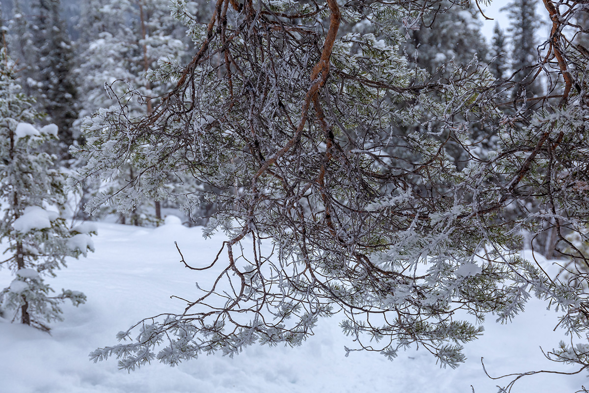 Image of Pinus friesiana specimen.