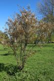 Amelanchier canadensis. Расцветающее растение. Санкт-Петербург, Кировский р-н, озеленение бульвара. 08.05.2026.