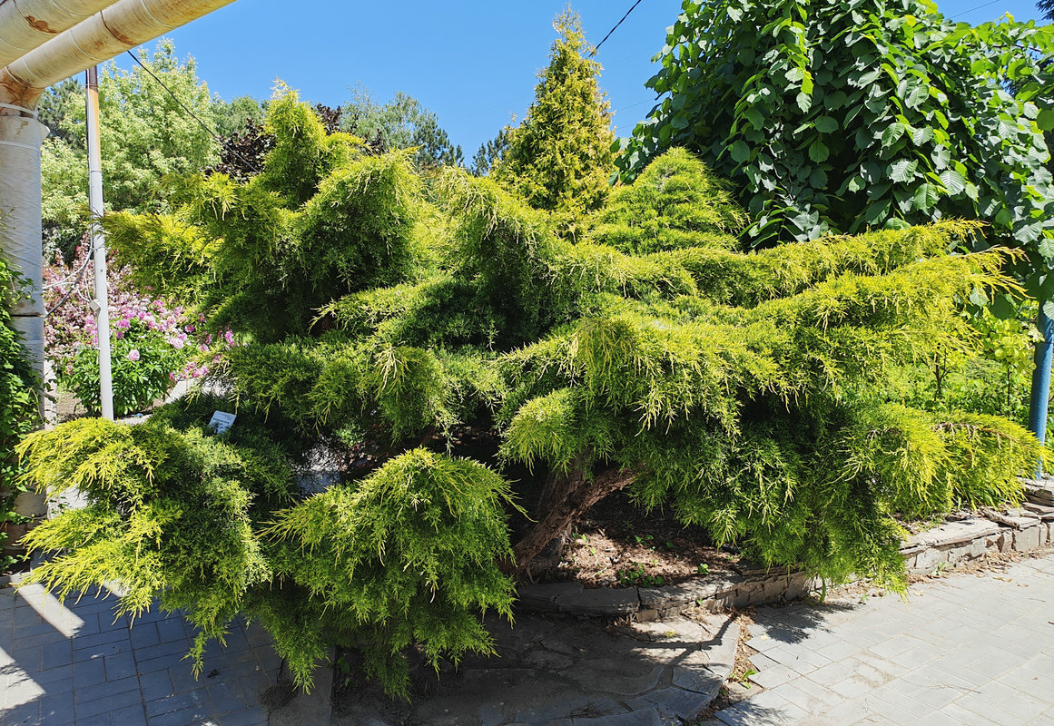 Image of Juniperus × pfitzeriana specimen.