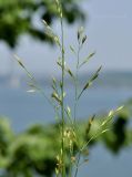 familia Poaceae