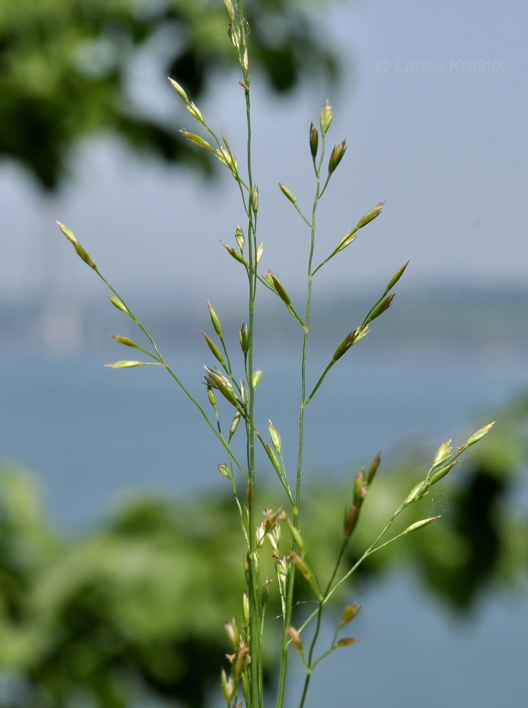 Image of familia Poaceae specimen.
