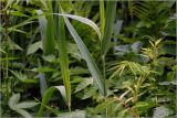 Phragmites australis. Частм стеблей с листьями. Московская обл., Раменский р-н, окр. дер. Хрипань, садовый участок. 03.06.2026.