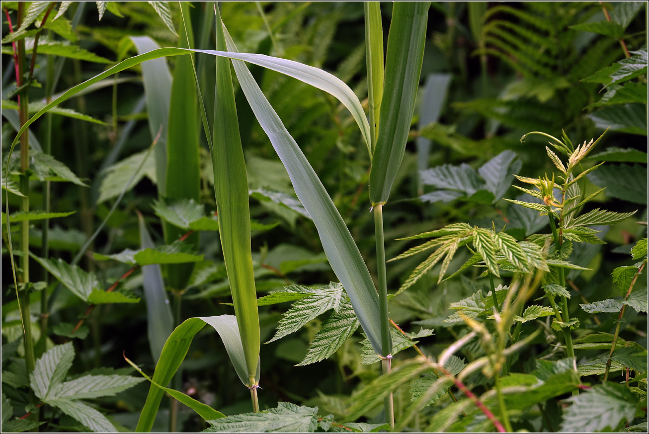 Изображение особи Phragmites australis.
