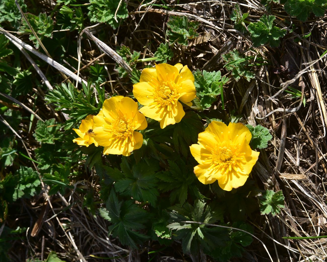 Image of Trollius ranunculinus specimen.
