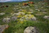 семейство Apiaceae. Цветущее растение. Грузия, край Самцхе-Джавахети, Аспиндзский муниципалитет, самый край Ахалкалакского плоскогорья, окр. с. Саро, выс. ок. 1450 м н.у.м., луг. 8 июня 2026 г.