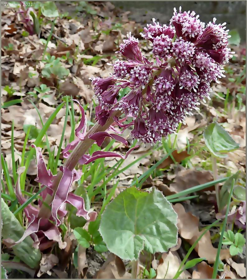 Изображение особи Petasites hybridus.