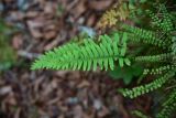 genus Polypodium. Спороносящая вайя. Грузия, край Самцхе-Джавахети, Ахалцихский муниципалитет, левый берег р. Цинубанисцкали, 1,5 км выше по течению от горячего источника Цинубани, дно небольшого оврага. 9 июня 2026 г.