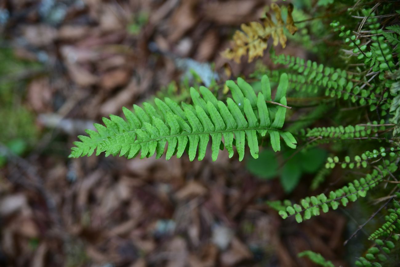 Image of genus Polypodium specimen.