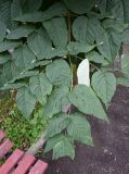 Смотреть изображение Aralia elata