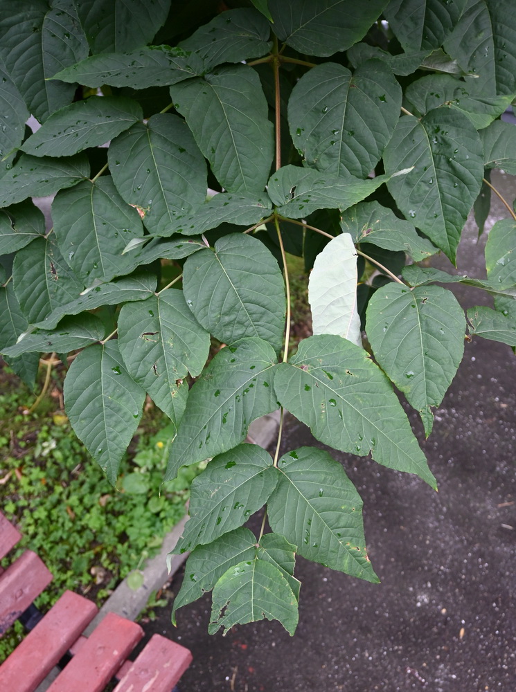 Изображение особи Aralia elata.