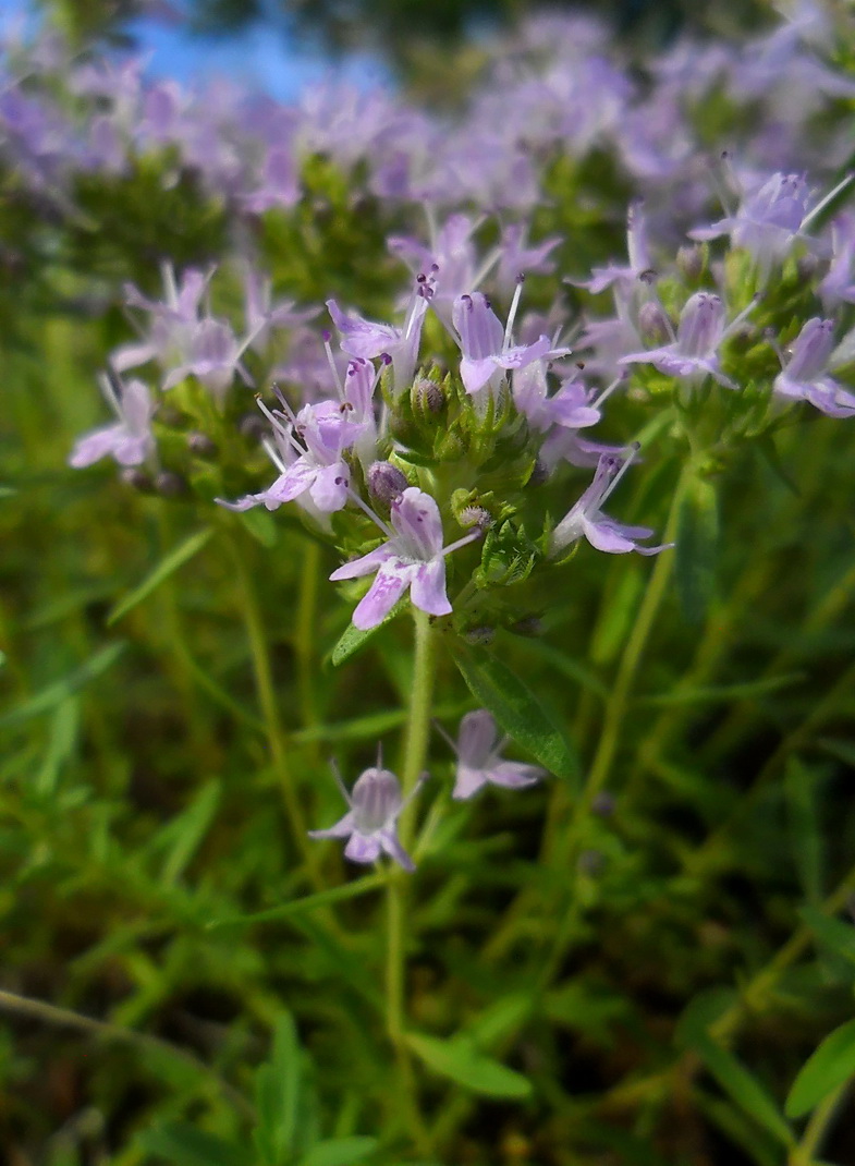 Image of genus Thymus specimen.