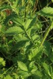 genus Agrimonia. Нижние листья. Беларусь, Витебская обл., окр. пос. Езерище, суходольный луг по залежи. 15.07.2026.