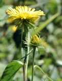 род Inula. Верхушка побега с развивающимся соцветием. Приморский край, Шкотовский р-н, окр. с. Новонежино, сырой луг. 08.08.2026.