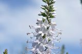 Veronica daurica. Часть соцветия. Приморье, о. Шкота, коса, полынно-кустарниковое сообщество. 20.07.2026.