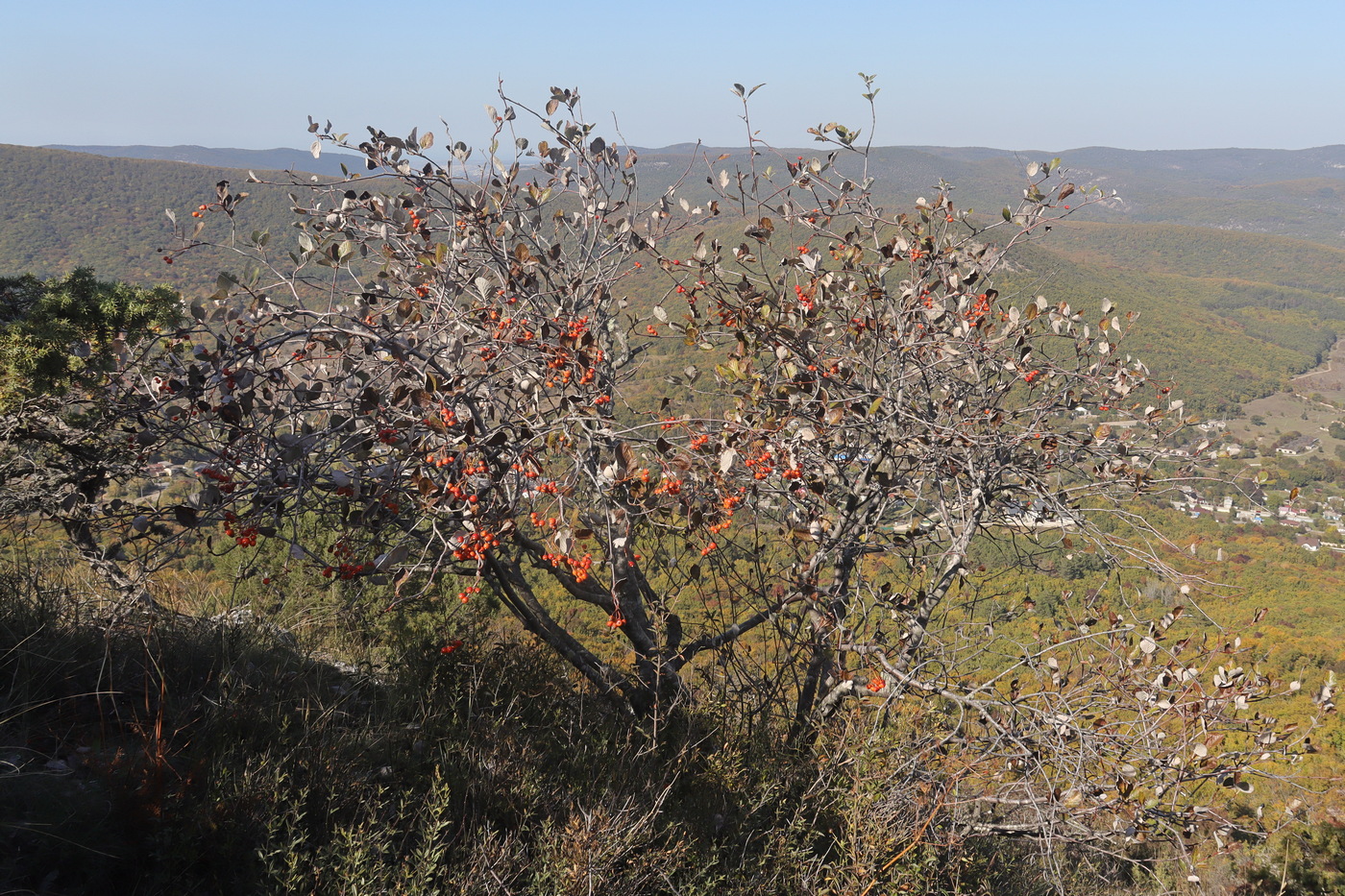 Image of Sorbus taurica specimen.