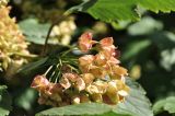 Physocarpus opulifolius. Зреющее соплодие. Санкт-Петербург, Ботанический сад Петра Великого, дендрарий. 27.08.2026.