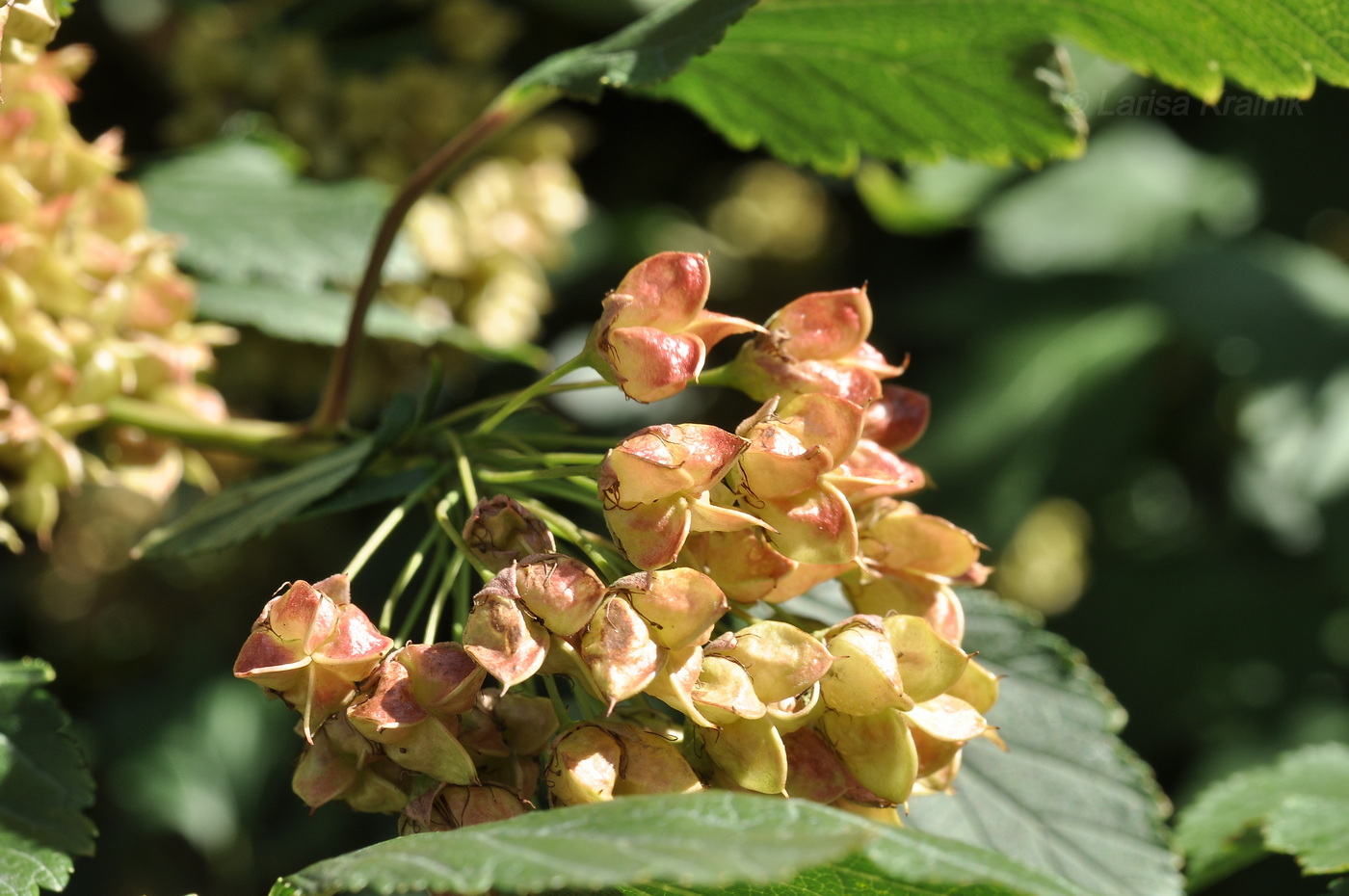 Изображение особи Physocarpus opulifolius.