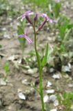 Chorispora tenella. Верхушка цветущего растения. Крым, окр. Бахчисарая, яблоневый сад. 10 мая 2011 г.