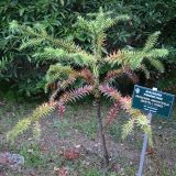 Смотреть изображение Araucaria angustifolia