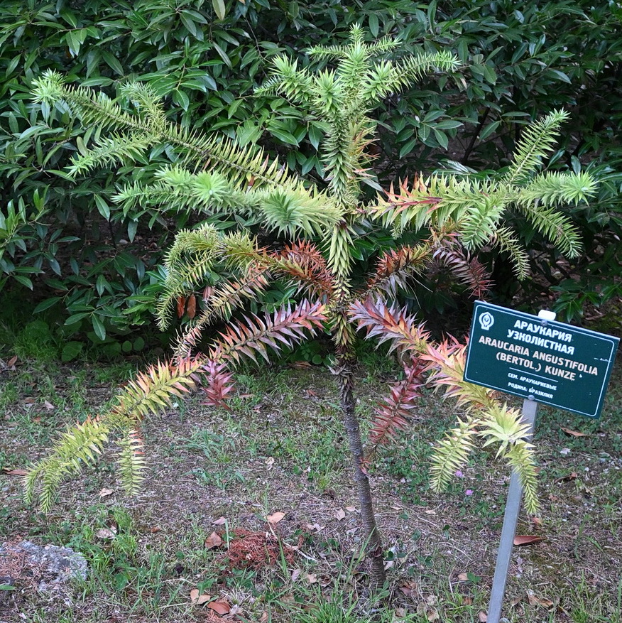 Image of Araucaria angustifolia specimen.