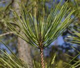 Pinus pinaster