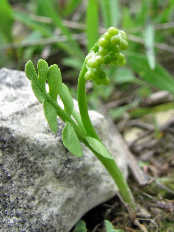 Изображение особи Botrychium lunaria.