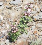 Lagochilus leiacanthus. Растение с цветком и бутонами. Вост. Казахстан, Курчумский хр. 28.05.2004.