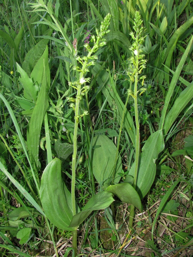 Image of Listera ovata specimen.