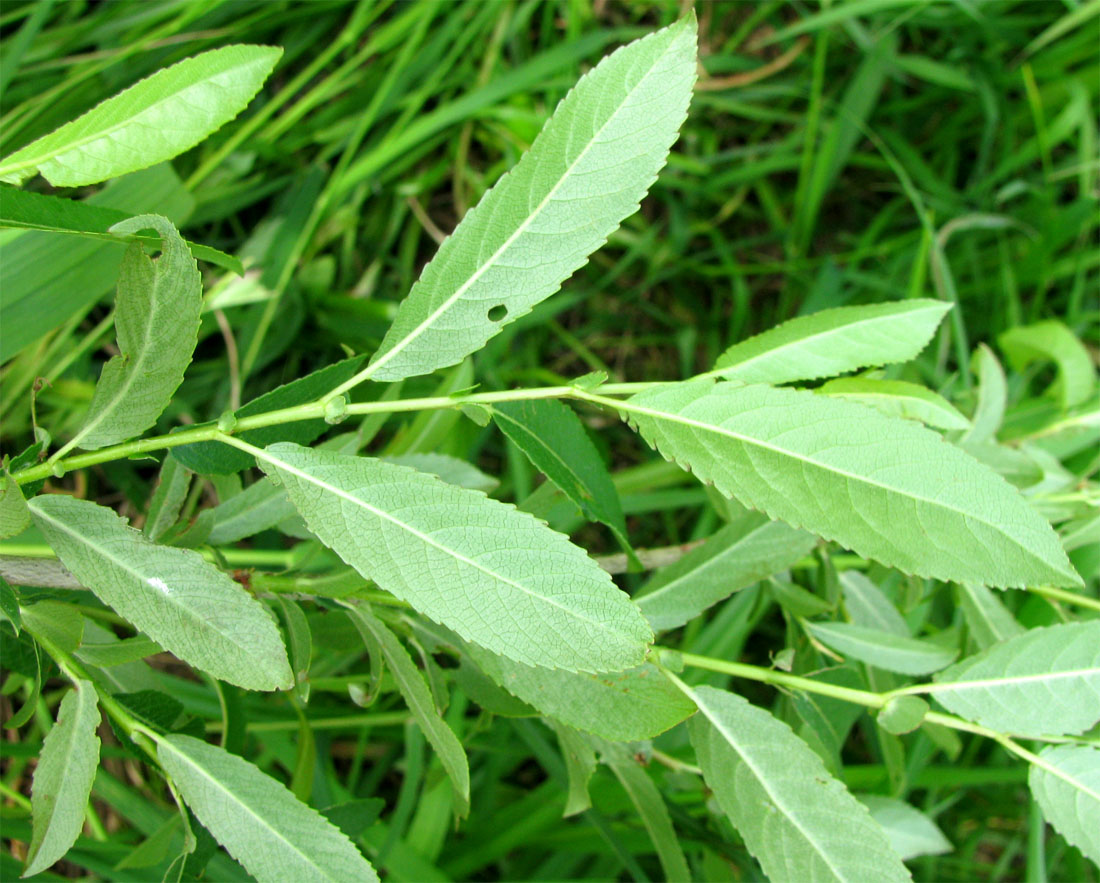 Image of Salix triandra specimen.