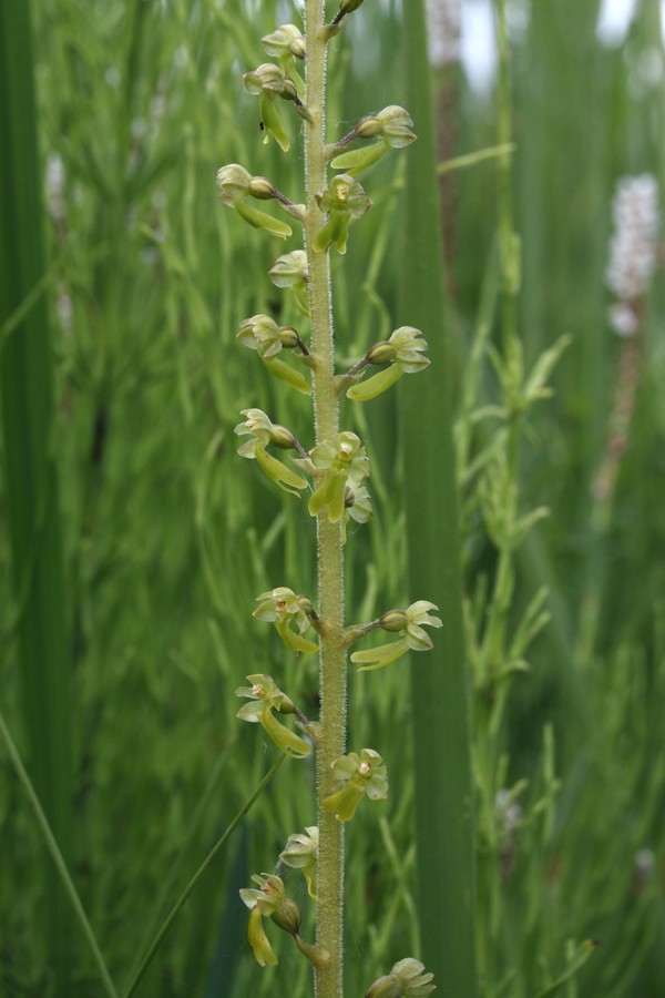 Изображение особи Listera ovata.