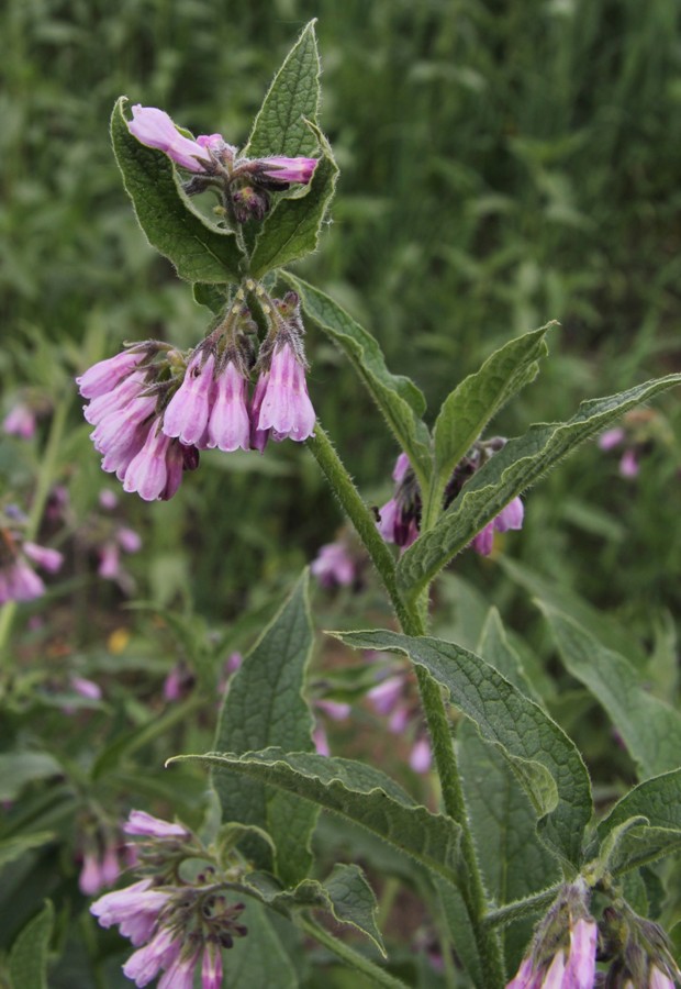 Image of Symphytum × uplandicum specimen.